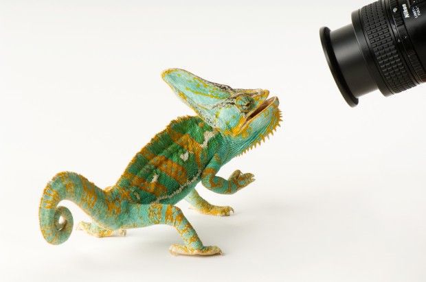 Veiled chameleon